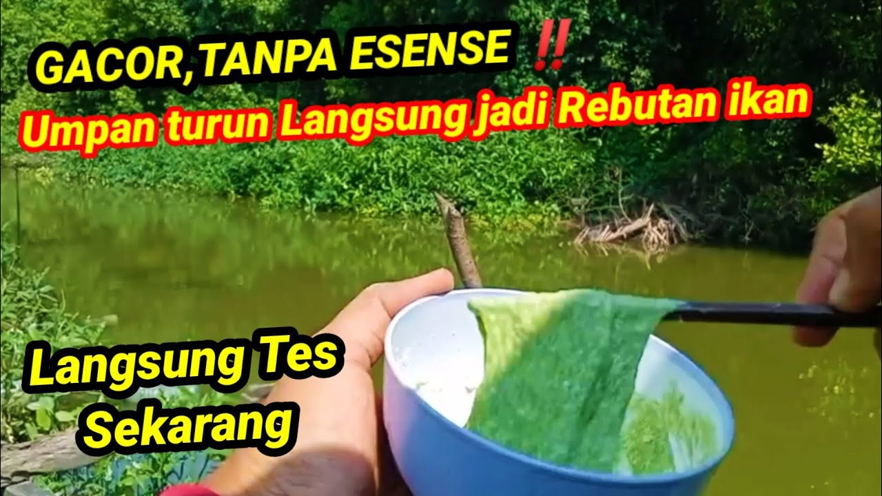 TANPA ESENSE‼️ UMPAN PALING AMPUH IKAN MUJAIR NILA || LANGSUNG TES  SPOT LIAR