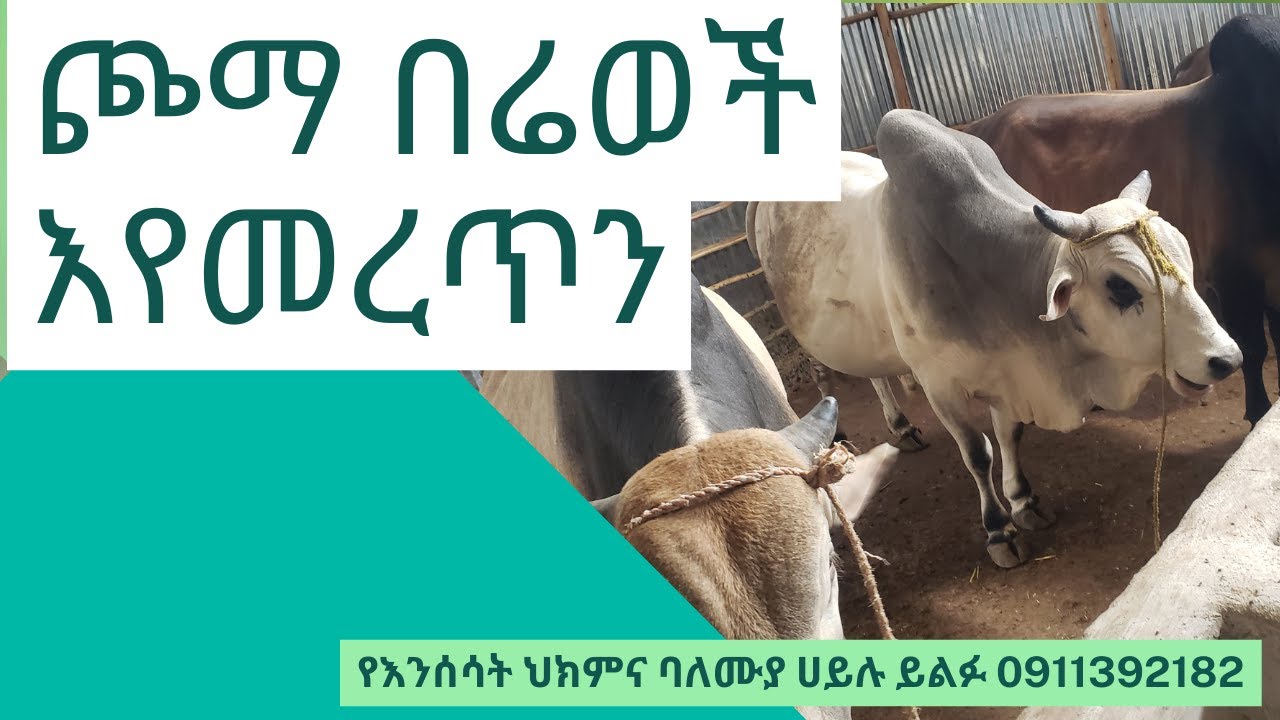 ጮማ በሬወች እየመረጥን