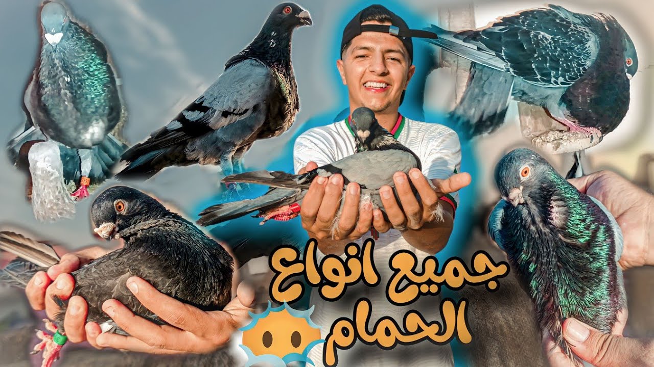 توليعه في انواع الحمام 🤩 ما شاء الله 🤲 زياره عند الصديق محمد 🤔