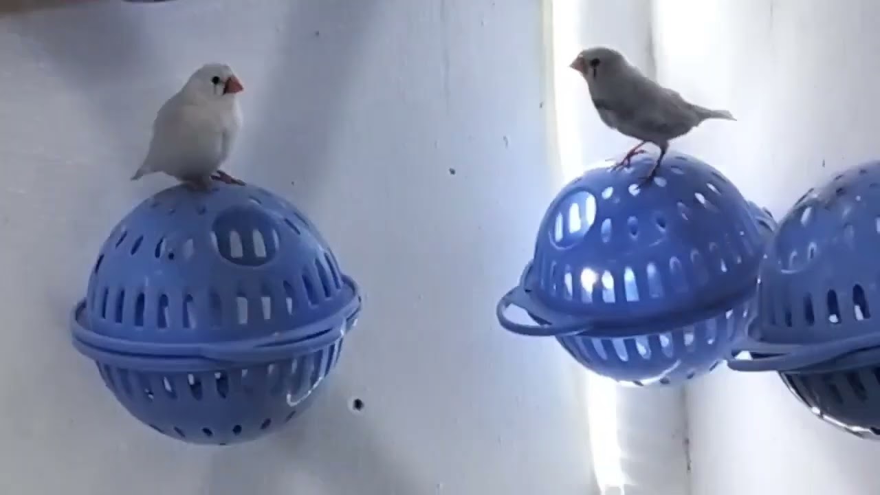 7#/ما شاء الله إنجاز طيور الزيبرا😍