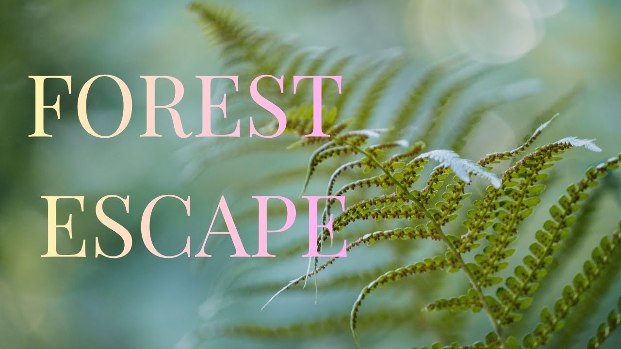 Forest Relaxation – 25 Minutes of Peaceful Nature | Calming Forest Ambience (No Talking)