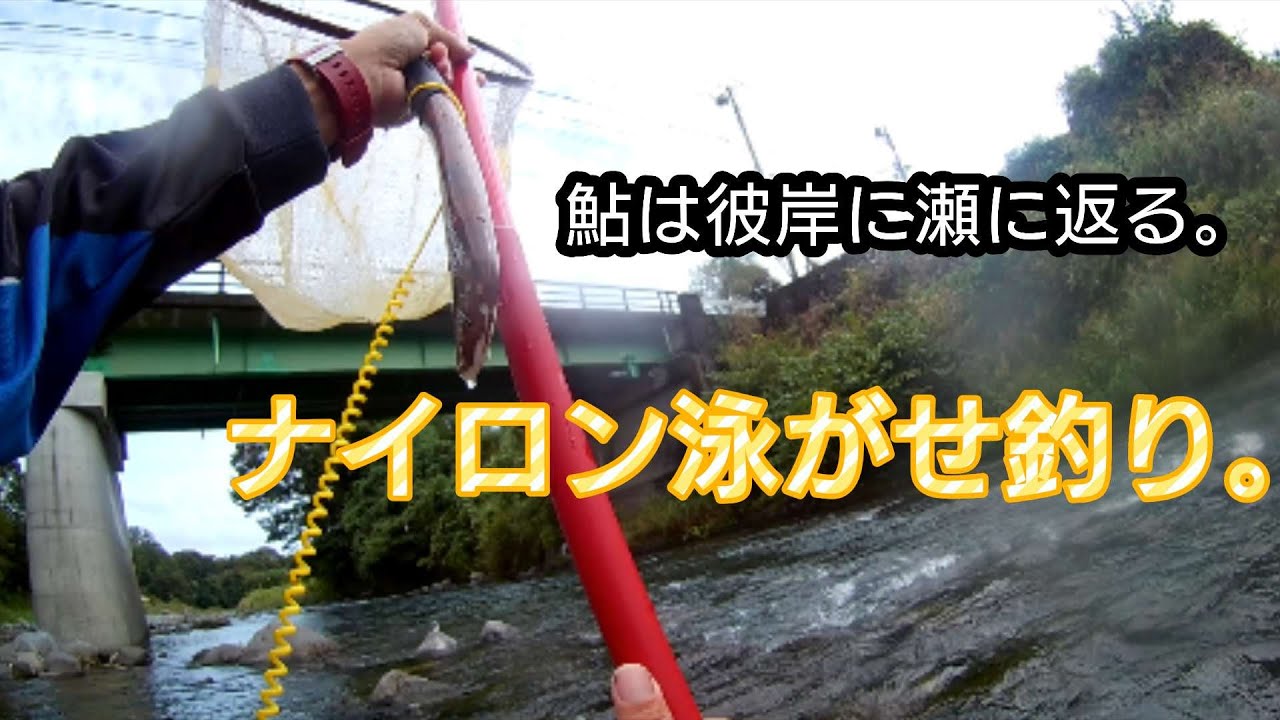 【鮎釣り】【友釣り】秋の狩野川。ナイロン泳がせ狩野川釣法！？
