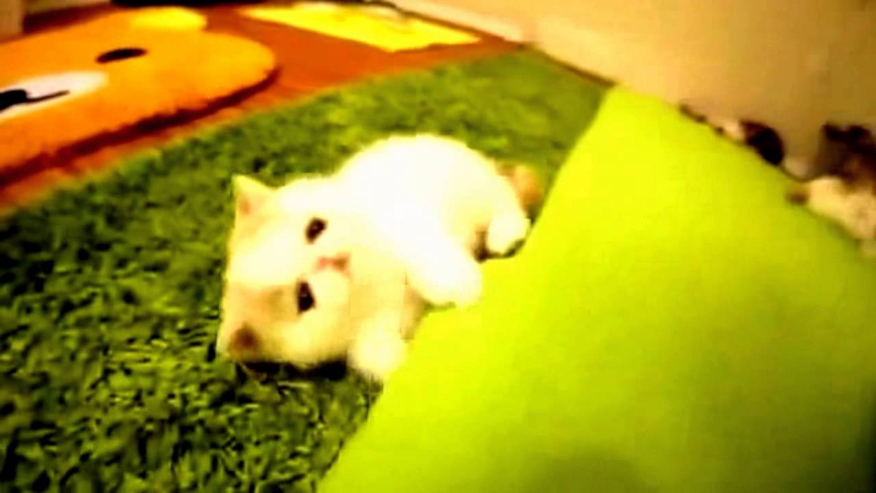 Funny cat Compilation 2014