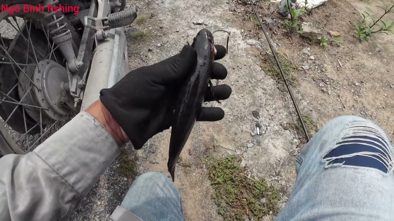 Câu cá lóc dạo #34 kênh Hàng Dương cầu Thủ Bộ Cần Giuộc |ngô bình fishing|