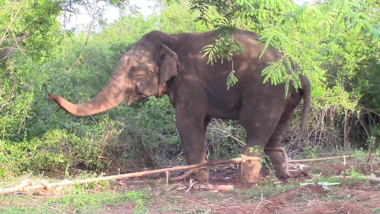 Relocation of a wild jumbo elephant due to destruction to human life.| Best Moments Of Wild Elephant