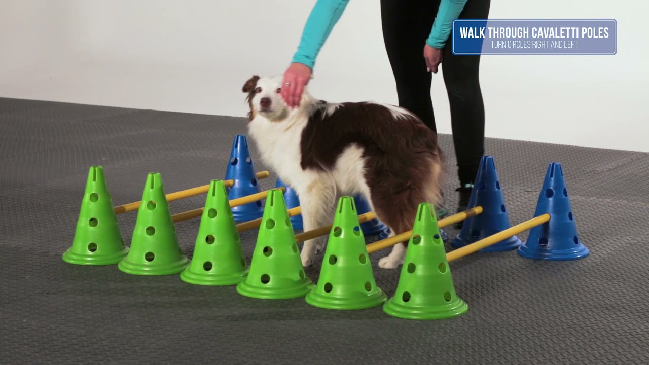 FitPaws® CanineGym® Agility Set