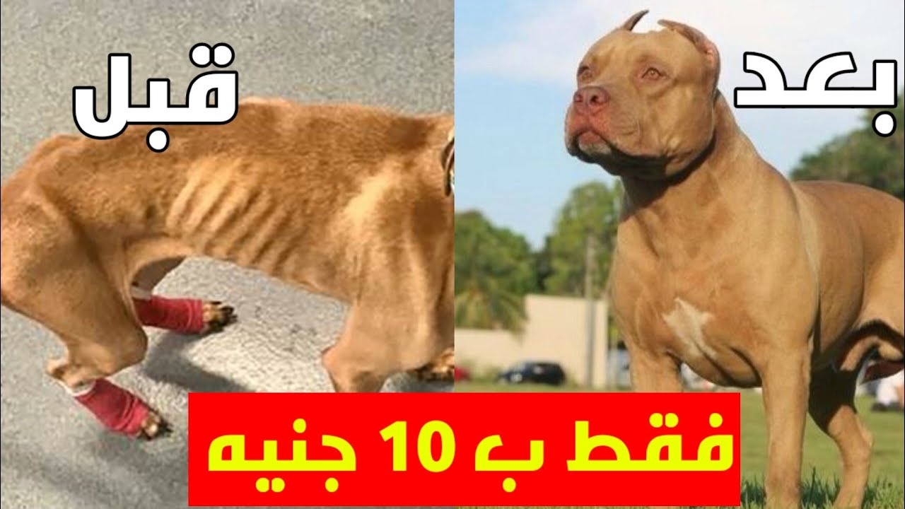 ١٠ جنيه فقط ( علاج النحافه ) تسمين الكلب النحيف وتحويله أسد