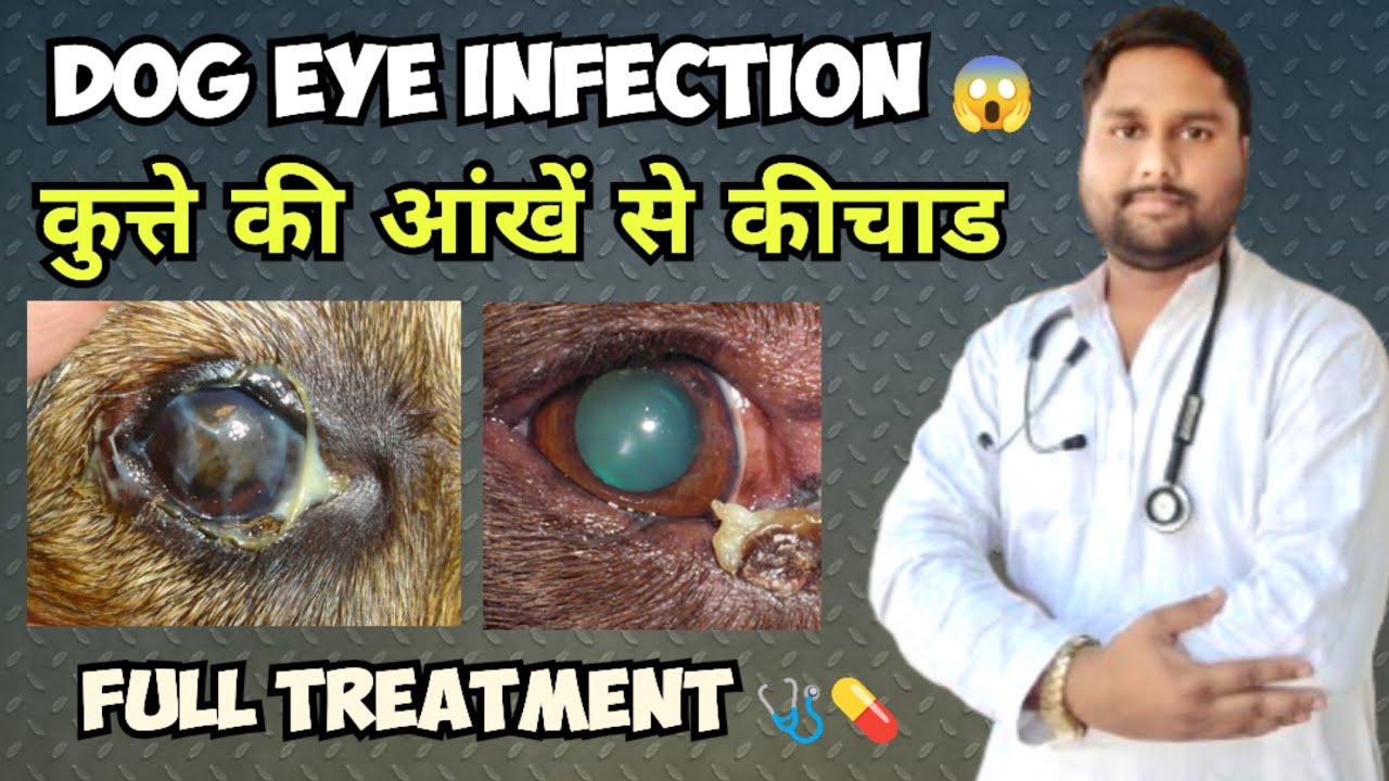 Dog Eye infection Treatment at Home | Dog ki ankh se kichad aana | Dog Eye Cleaning #furfitness #dog