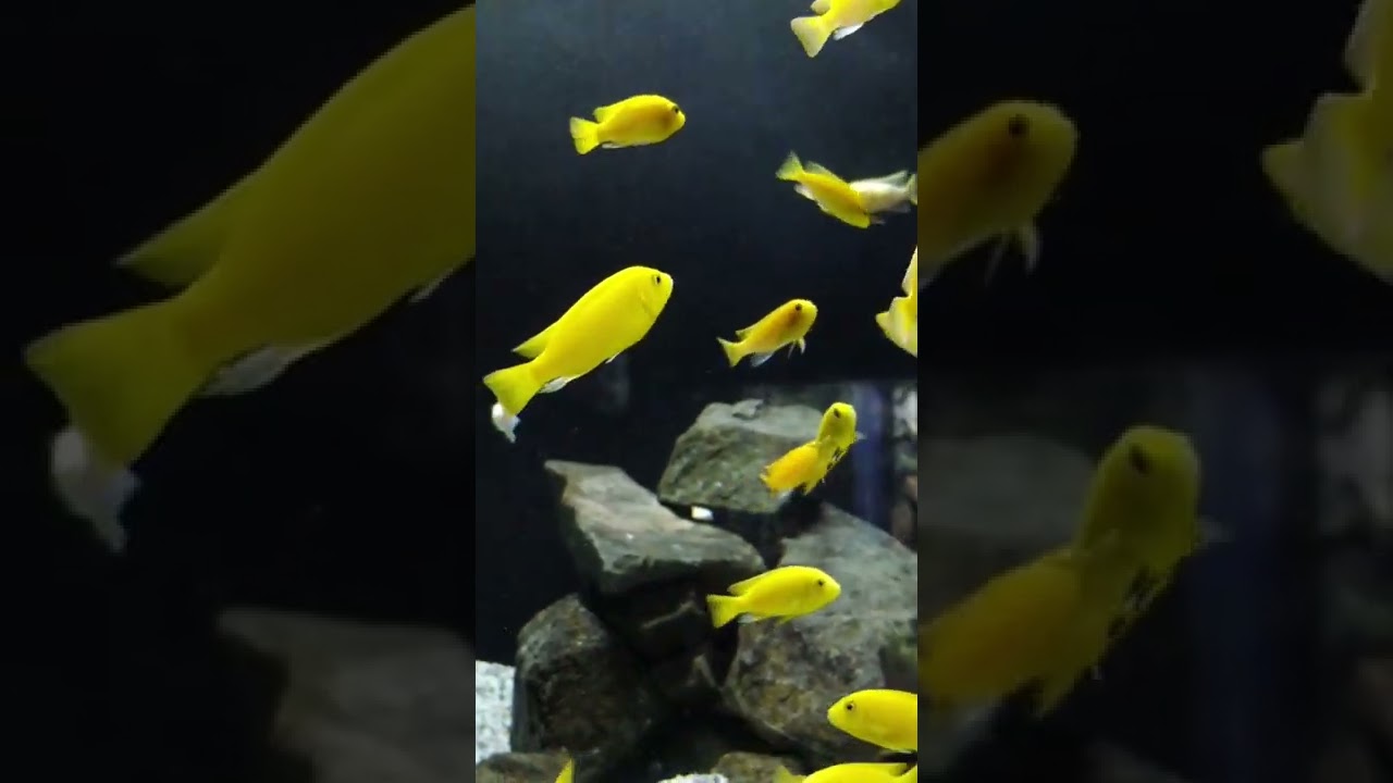 Malawi Ciklet Akvaryumu/Malawi Lake Cichlid Aquarium-Akvaryum Balıkları