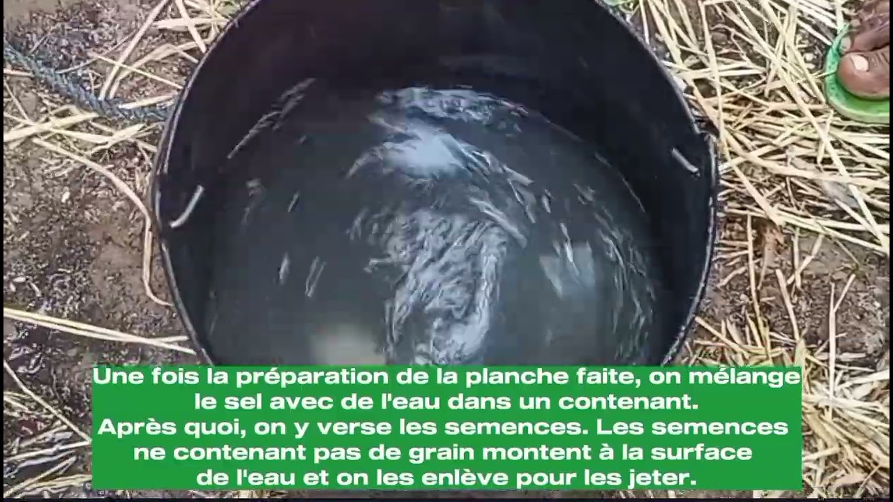 Techniques de mise en place d'une pépinière de riz