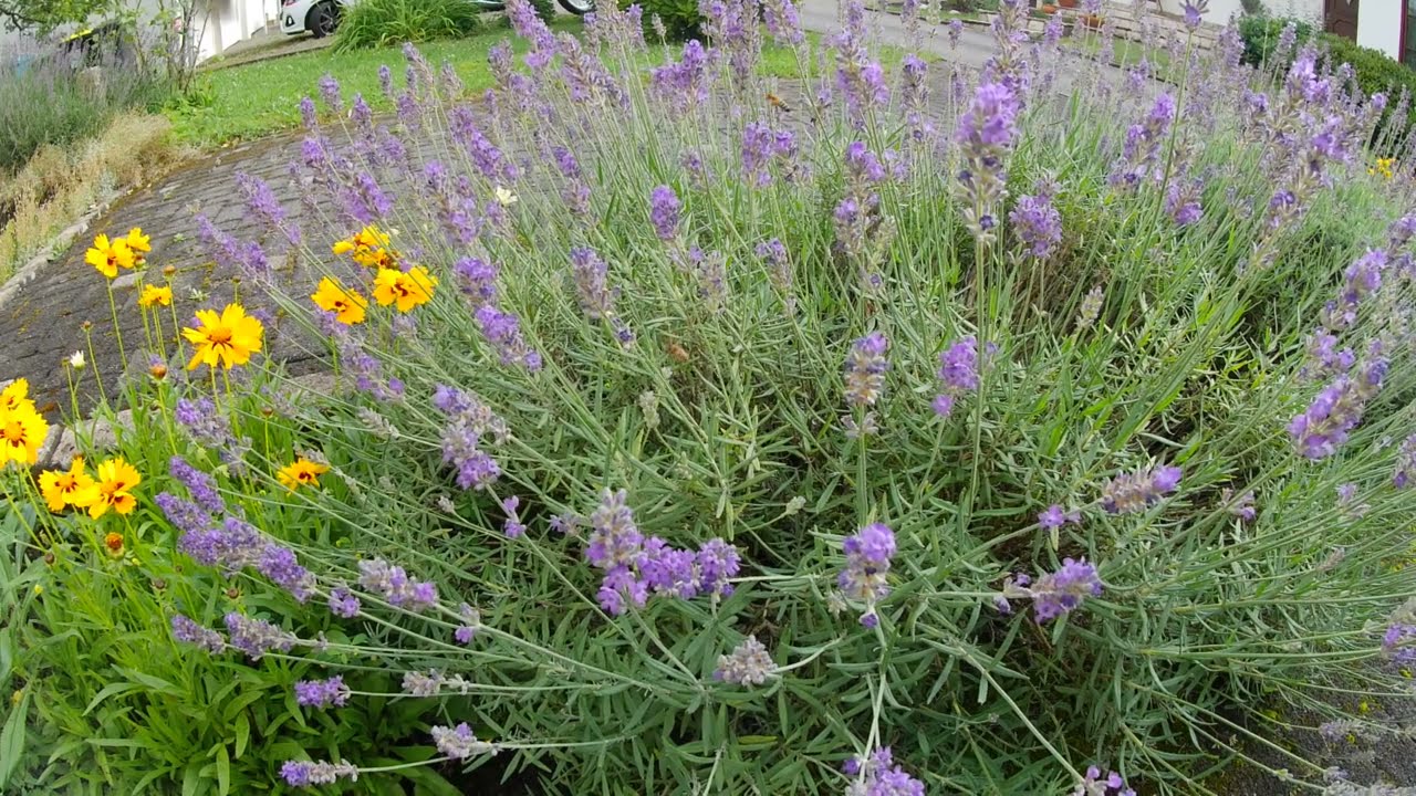 Nat&uuml;rlichen Raumlufterfrischer aus Lavendel selbst herstellen.