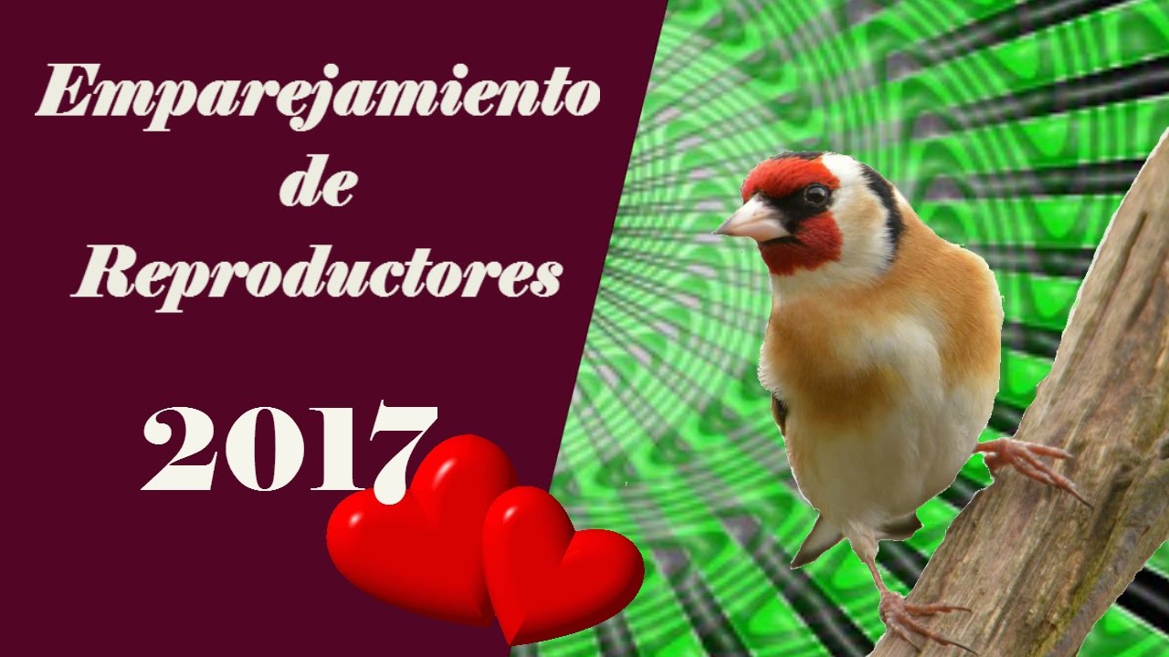 Cría de jilgueros en cautividad 