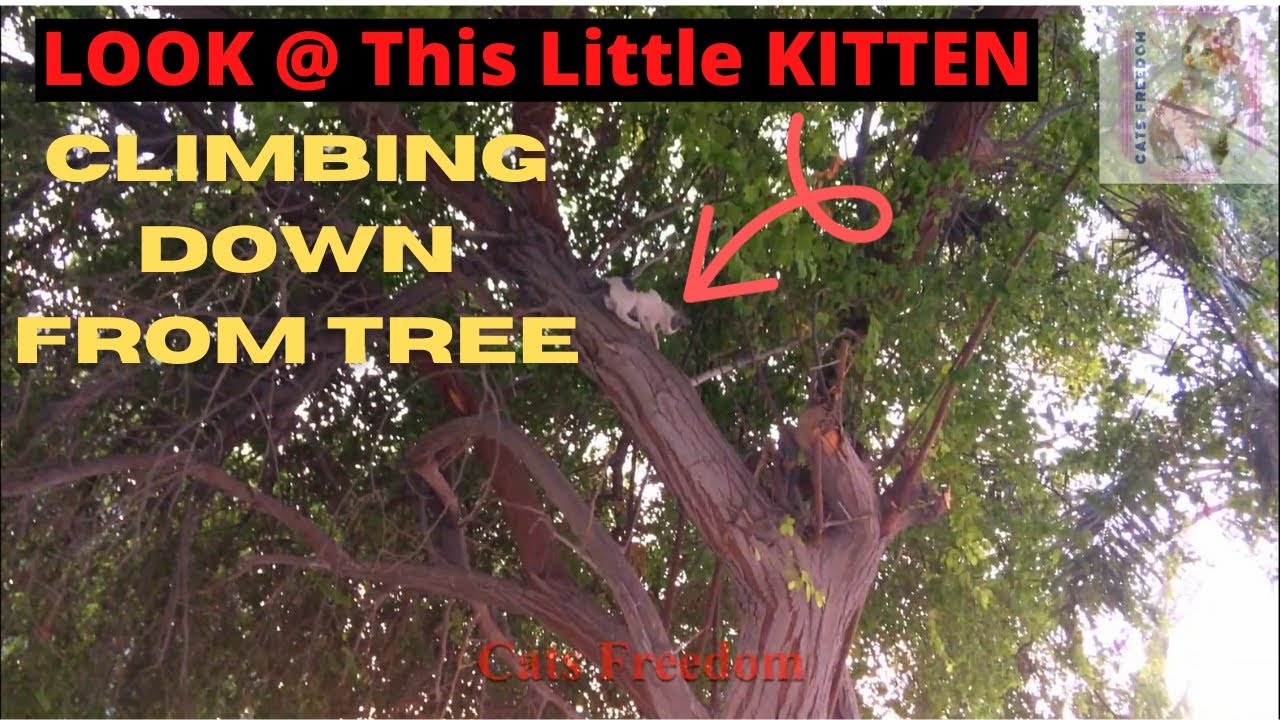 OMG Cat Climbing down from Tall Tree | Cute Kitten Climbing Tree | Cats Freedom | Ninja Cat