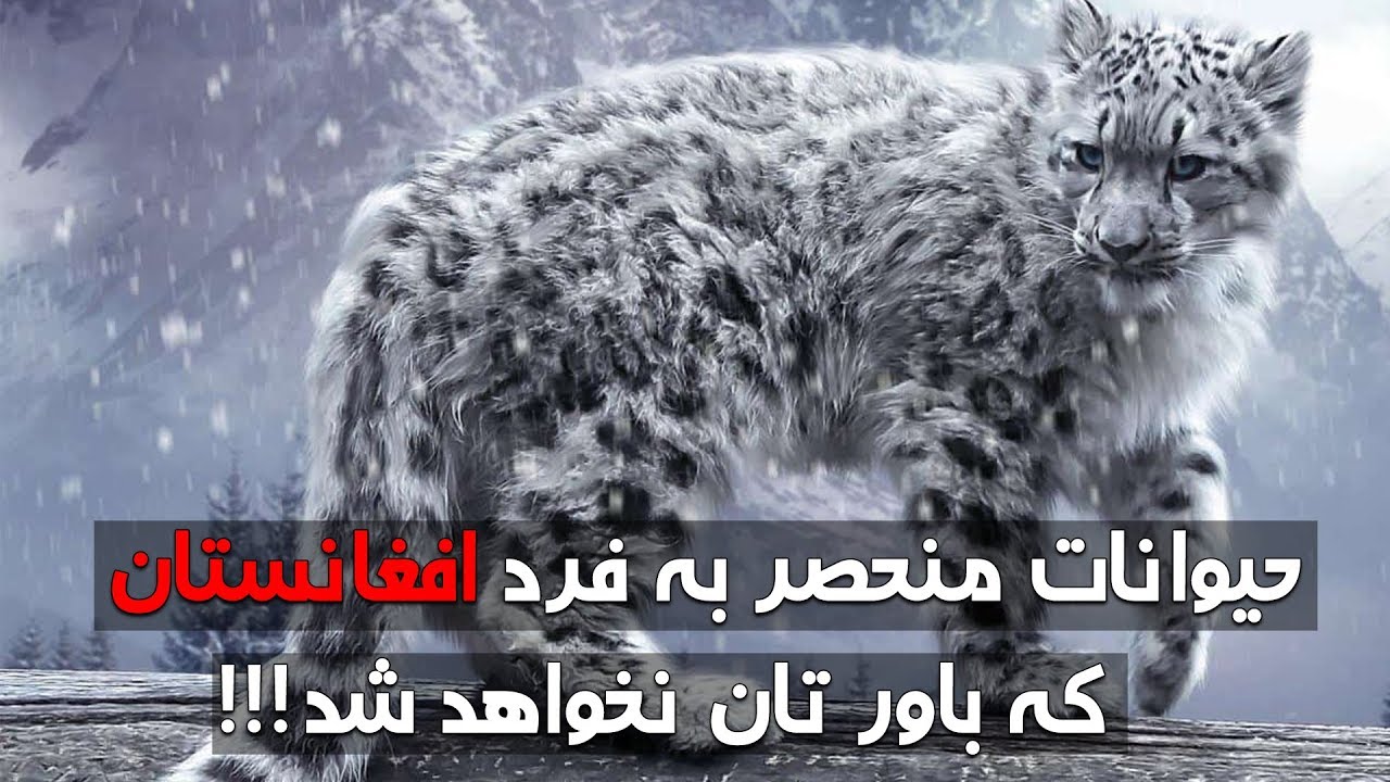 افغانستان زیستگاه جانوران منحصر به فرد - کابل پلس | Kabul Plus