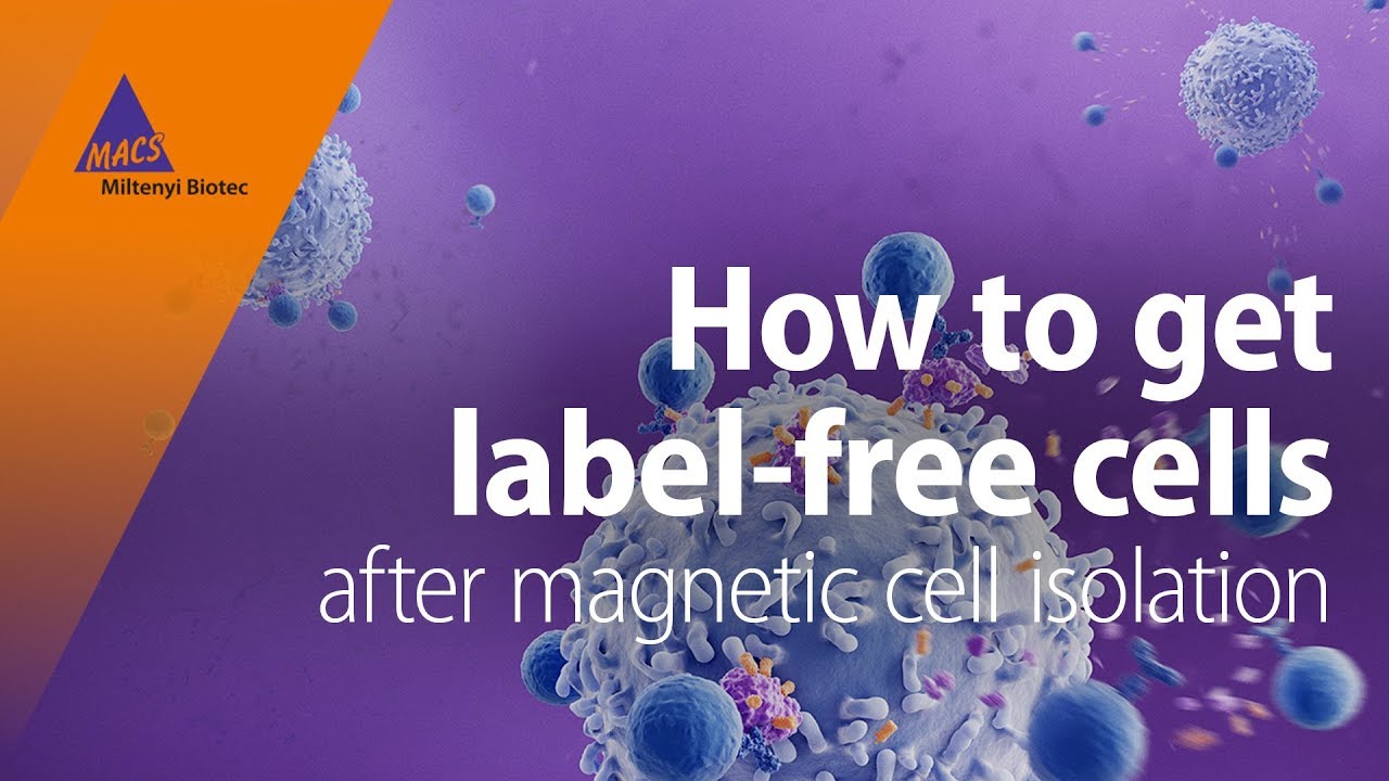 How to get label-free cells after magnetic cell isolation
