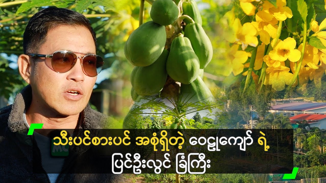 သီးပင်စားပင် အစုံရှိတဲ့ ဝေဠုကျော် ရဲ့ ပြင်ဦးလွင် ခြံကြီး