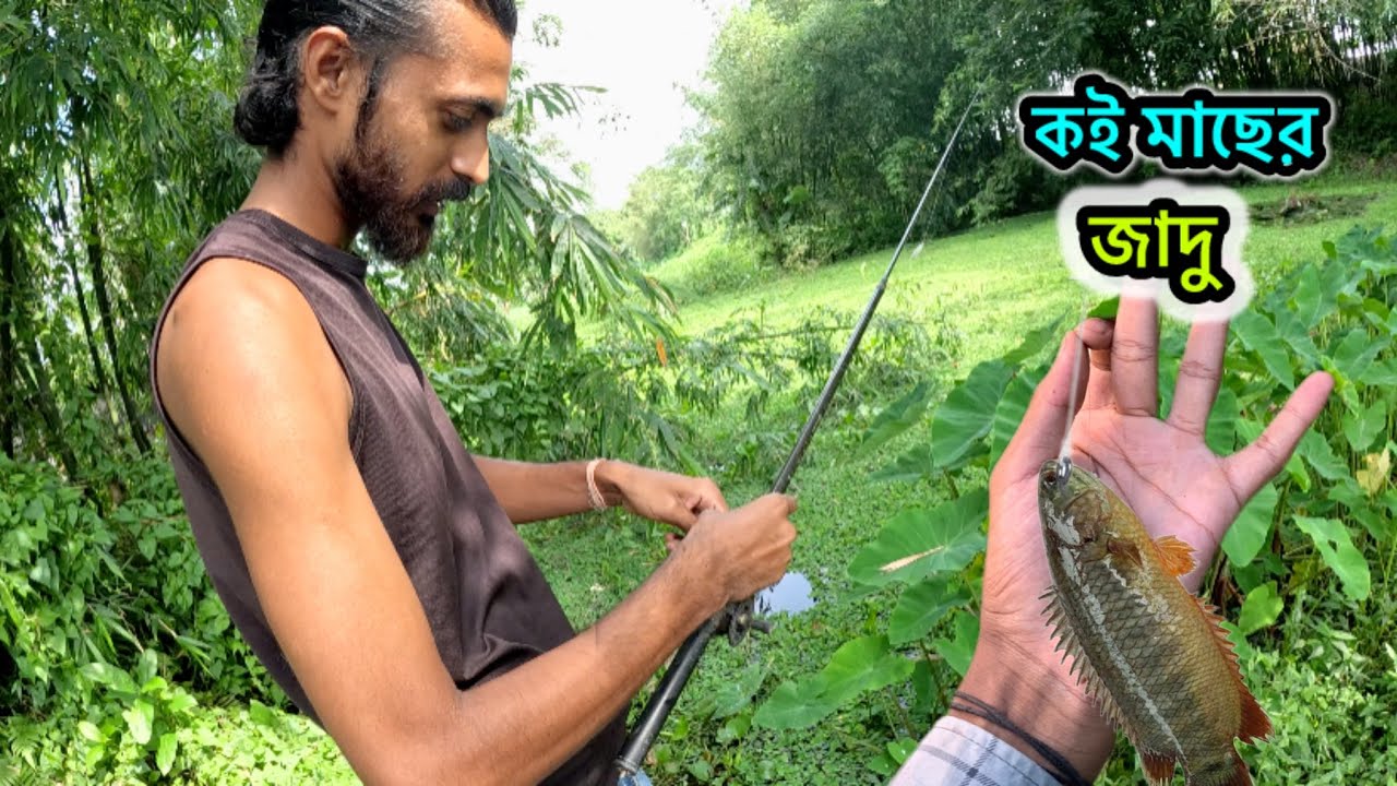 কই মাছের পাগলা টান ।কই মাছ ধরা ।কই মাছের টোপ ।koi macher top