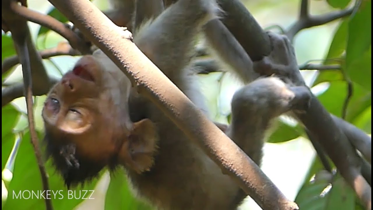Trillion Pity Baby Monkey Jayden So Weak Now, Pray4Jayden