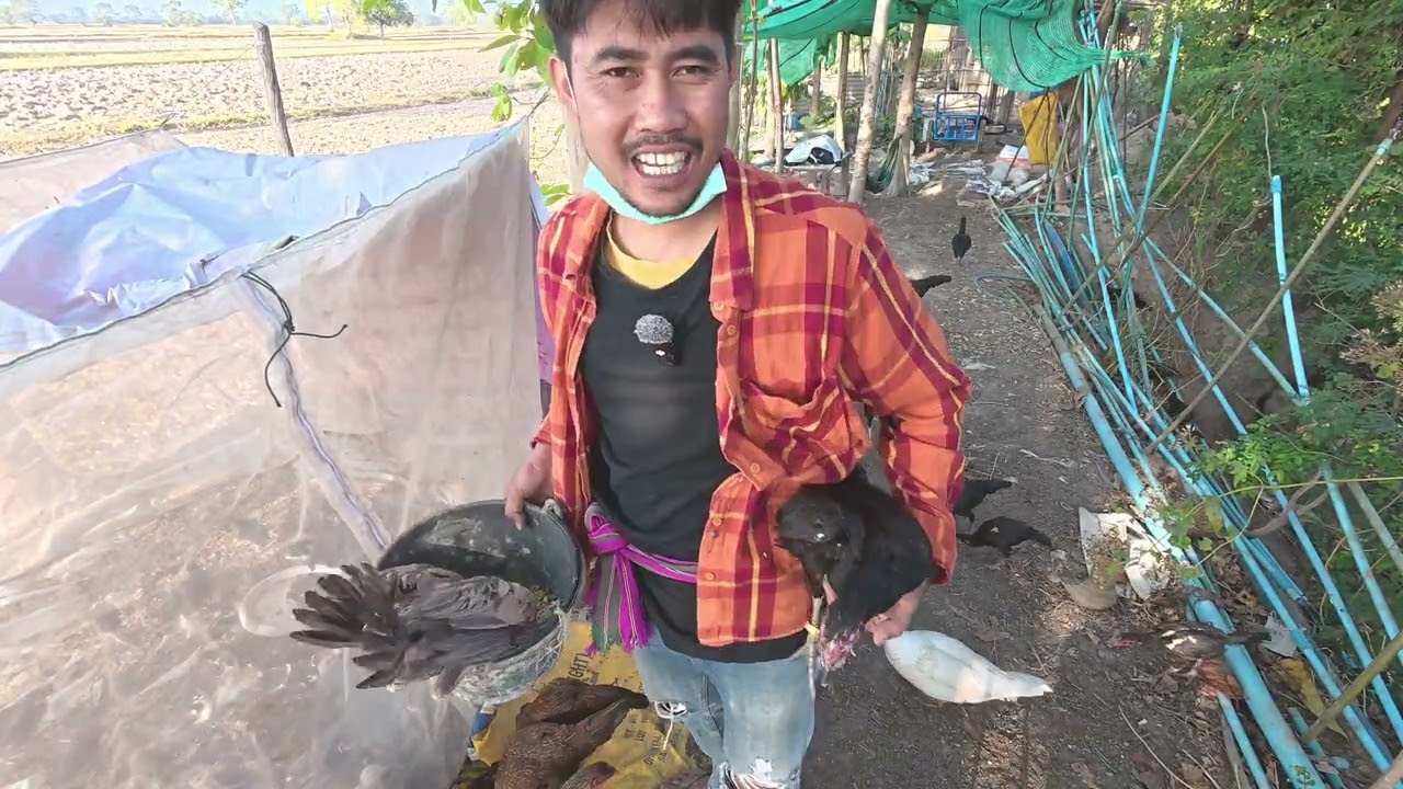 เริ่มหัดให้ลูกไก่กินข้าวเปลือก  บรรยากาศการให้อาหารลูกไก่ในมุ้ง
