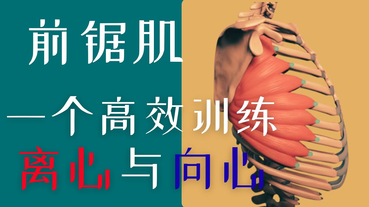 前锯肌TRX之离心训练