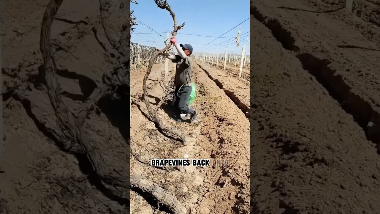 Why are grape vines buried in the ground? #grape #bury