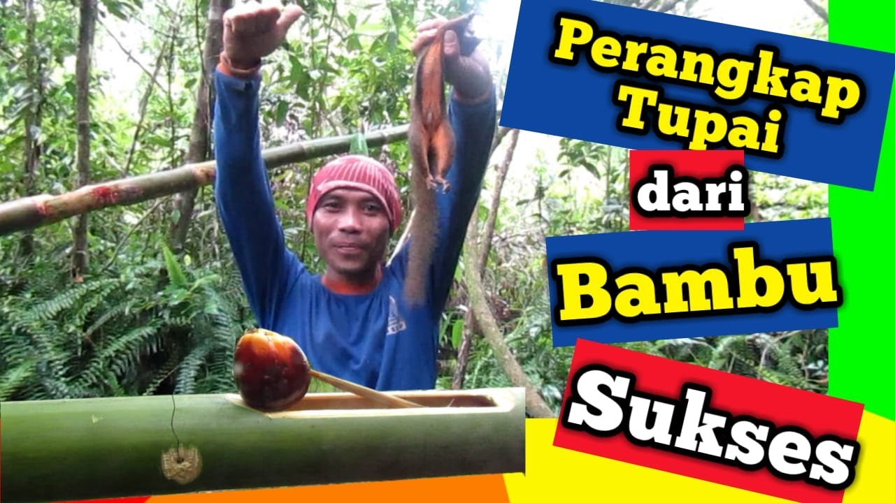 Perangkap Tupai Tradisional Dari Bambu Traditional Bamboo Squirrel Traps