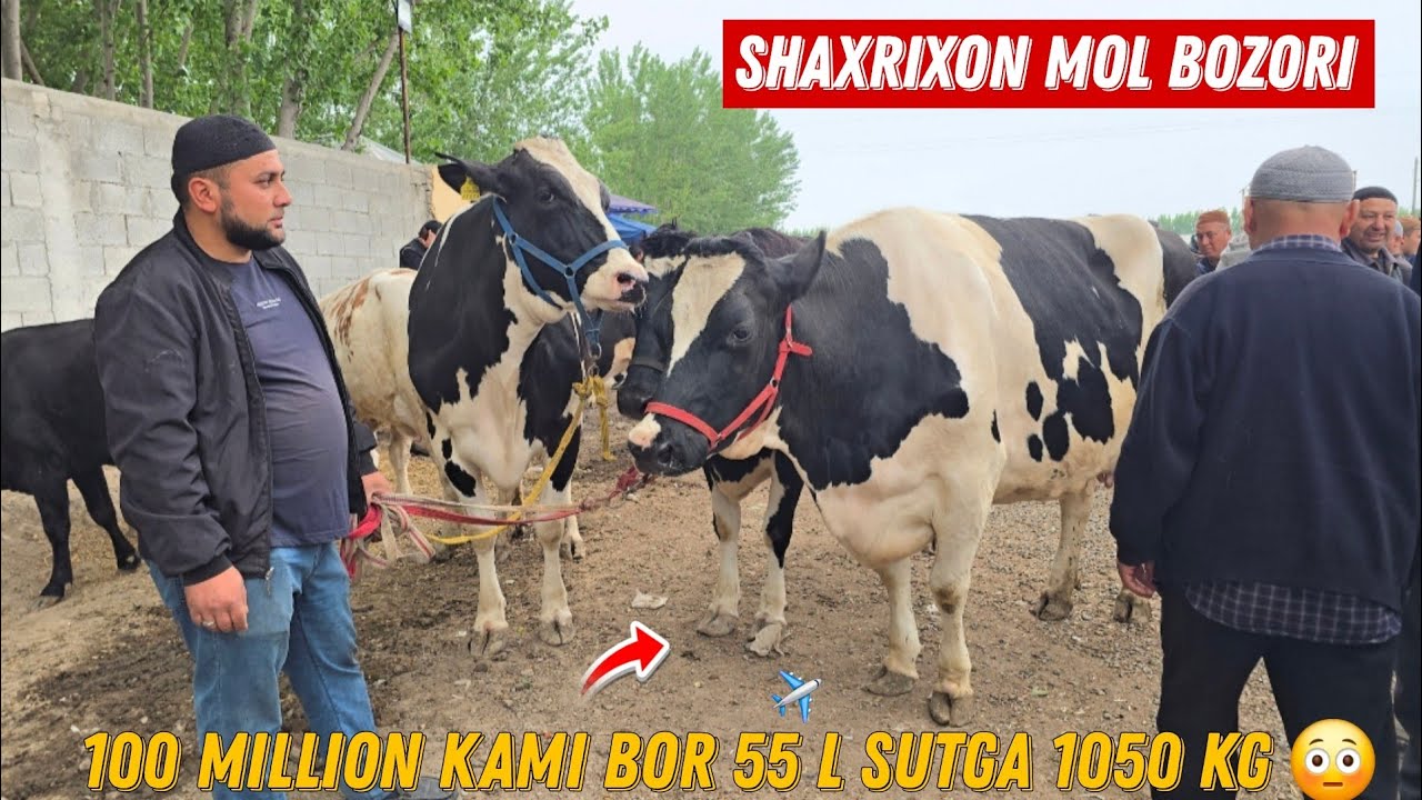 ‼️ Andijon Shaxrixon Xoldanbek CHOJA Mol Bozori Ashaddiy Obunachilar Uchun Albatta Koring 