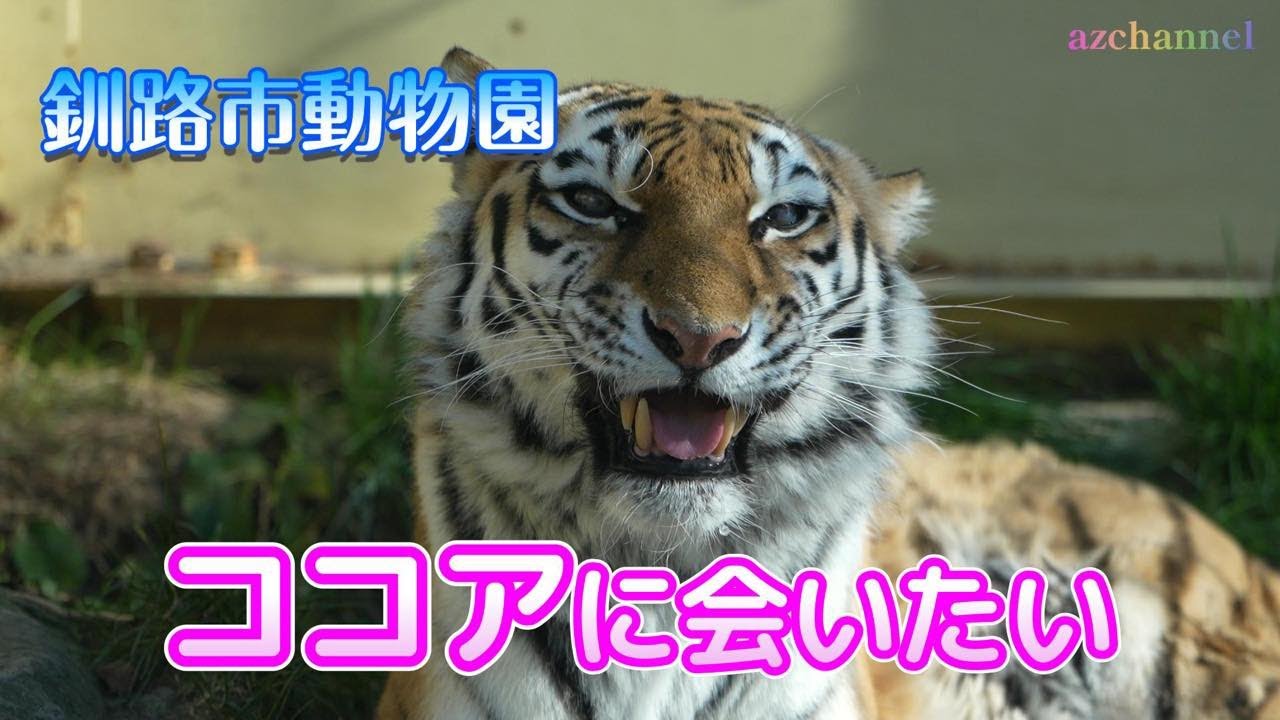 【釧路市動物園アムールトラ】ココアに会いたい🐯☕️miss Cocoa. Cocoa the Amur tiger overcoming obstacles.