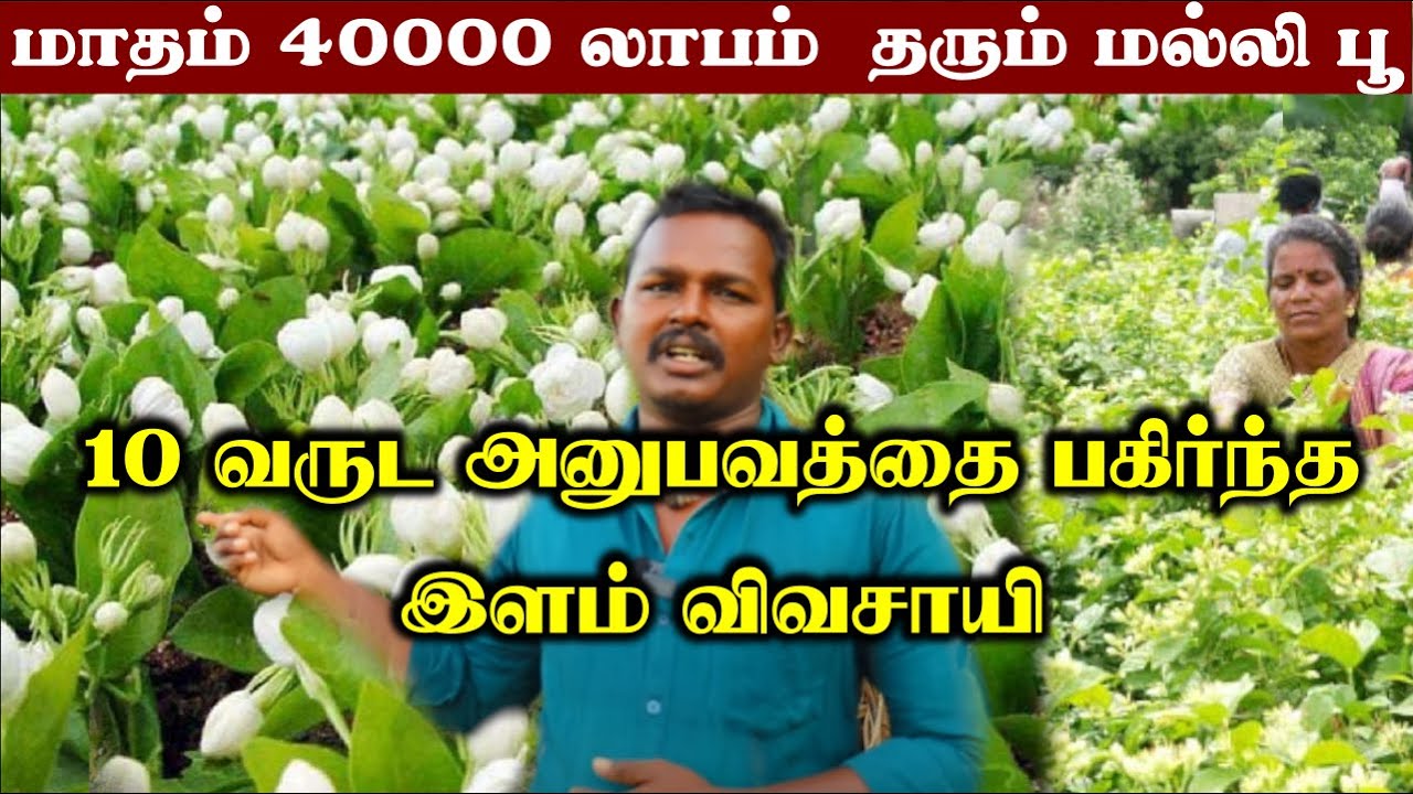 பல ஆண்டு காலம் தொடர்ச்சியாக லாபம் மல்லிகை பூ | Jasmine Flower Plant Cultivation In Tamil