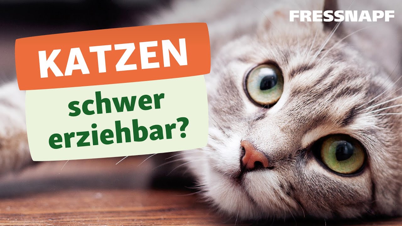 Wie kann man Katzen erziehen? Unsere Erziehungstipps
