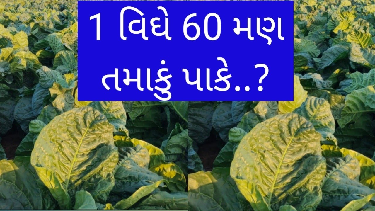 પ્રાકૃતિક ખેતીમાં જંતુનાશક તરીકે વપરાતા પાકનીવાત Tobacco farming तंबाकू की खेती पद्धति તમાકુની ખેતી