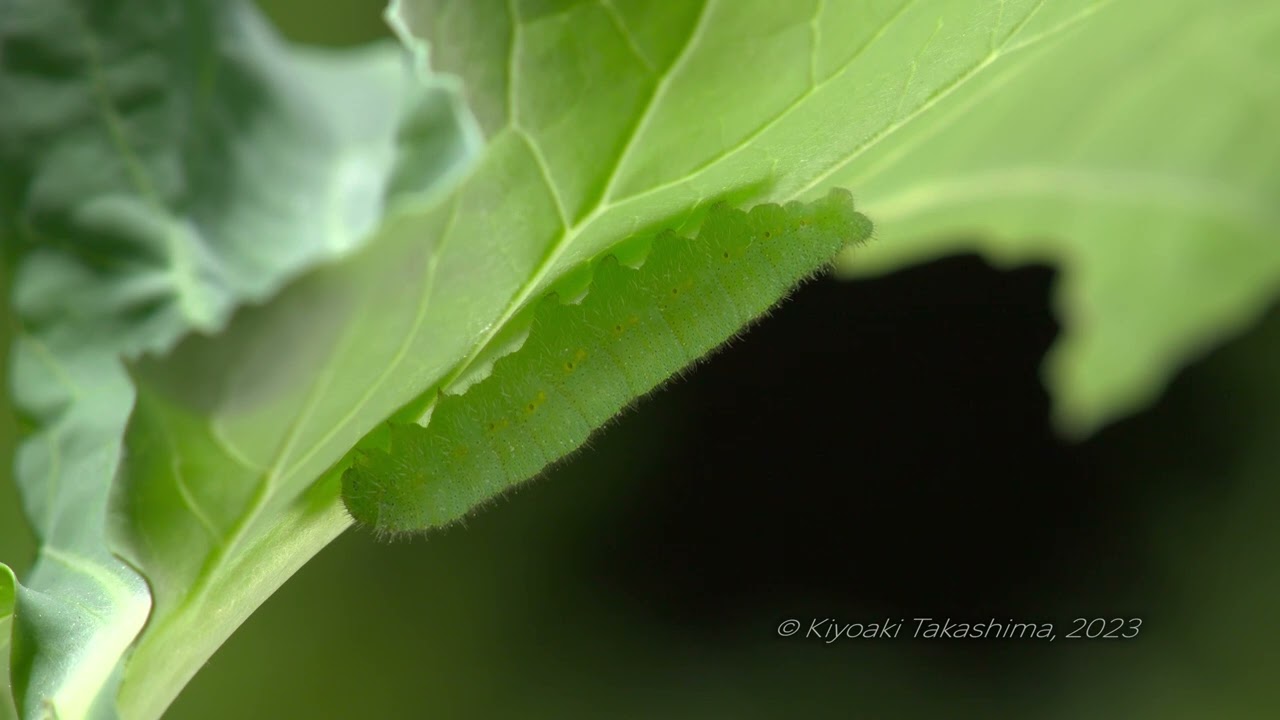 モンシロチョウ　幼虫での最後の糞　空っぽにしてから蛹になる