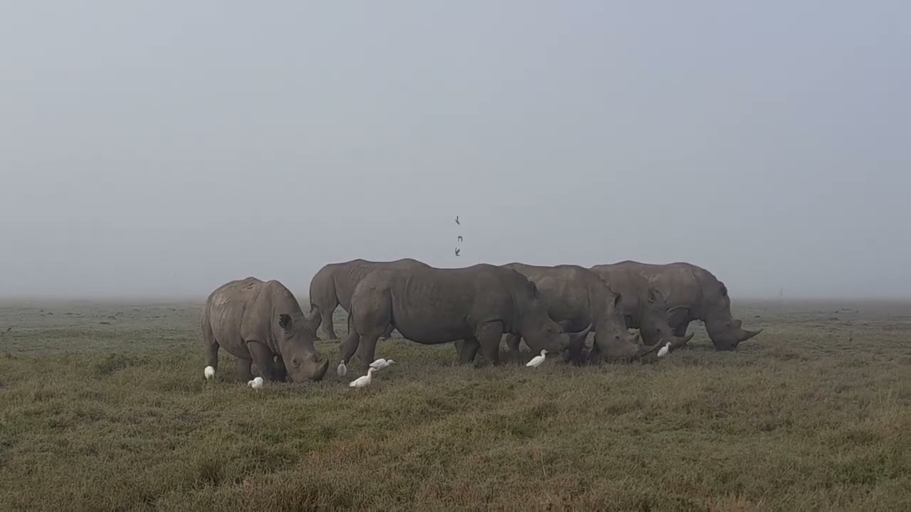 Free and wild