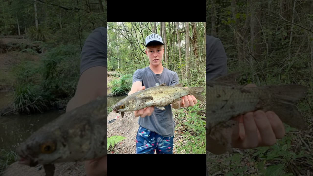 45cm yellow eyed mullet