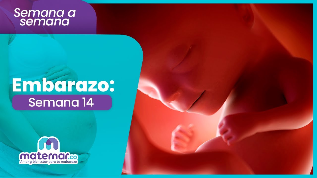 Semana 14 de embarazo: Cuidado al cepillar tus dientes | Maternar.co
