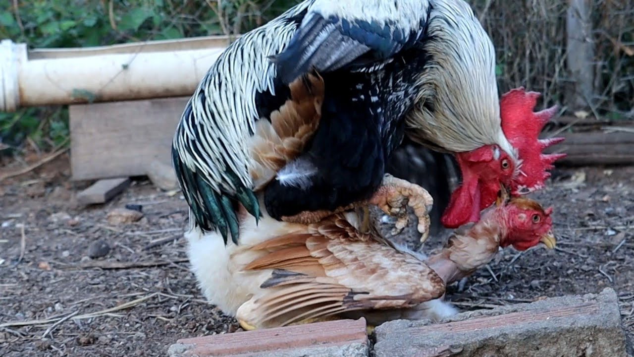 Manter aves para reprodução - Alto custo e muito trabalho