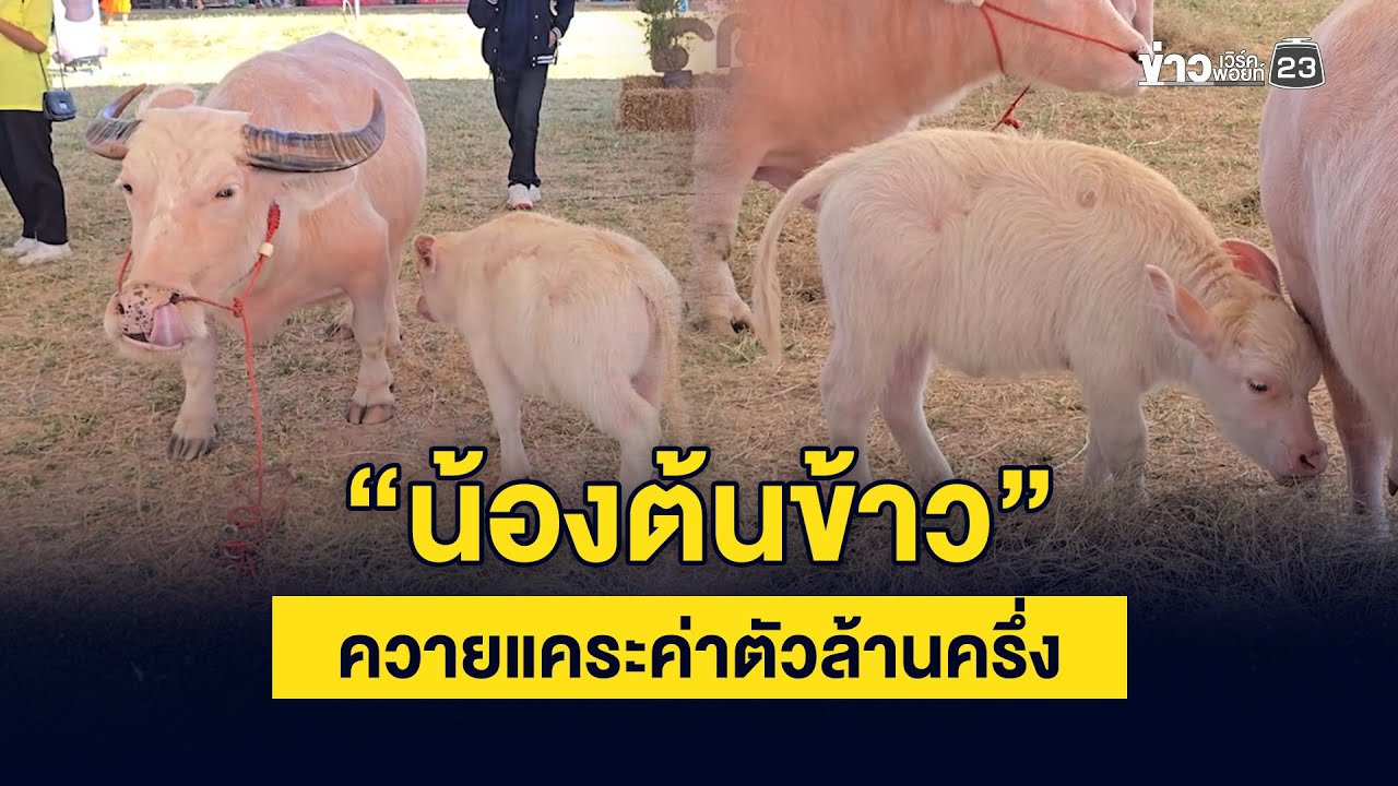 ตะมุตะมิสุด! ควายแคระหลักล้าน ขโมยซีนงานเกษตรขอนแก่น