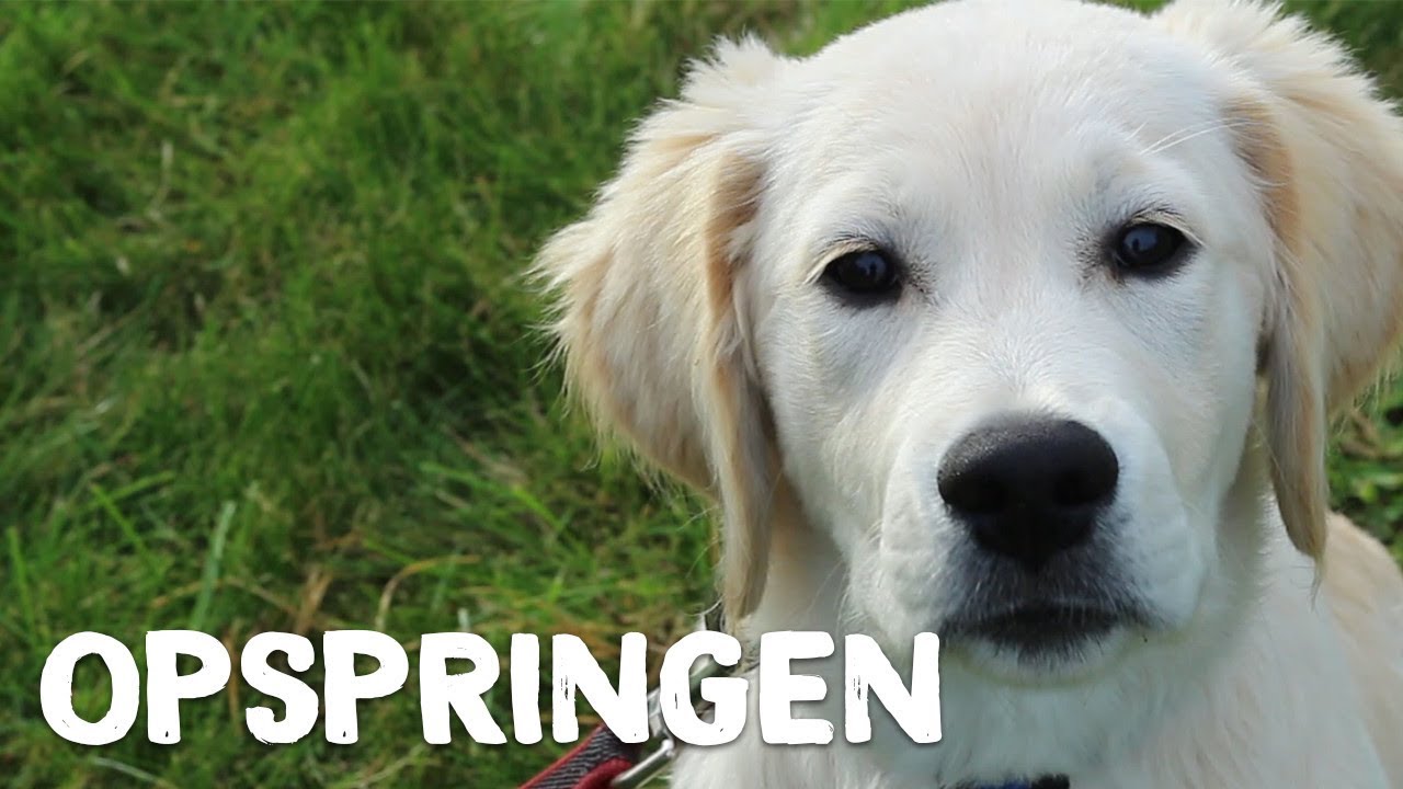 Hoe je hond leren om niet op te springen? - Vrienden der Blinden