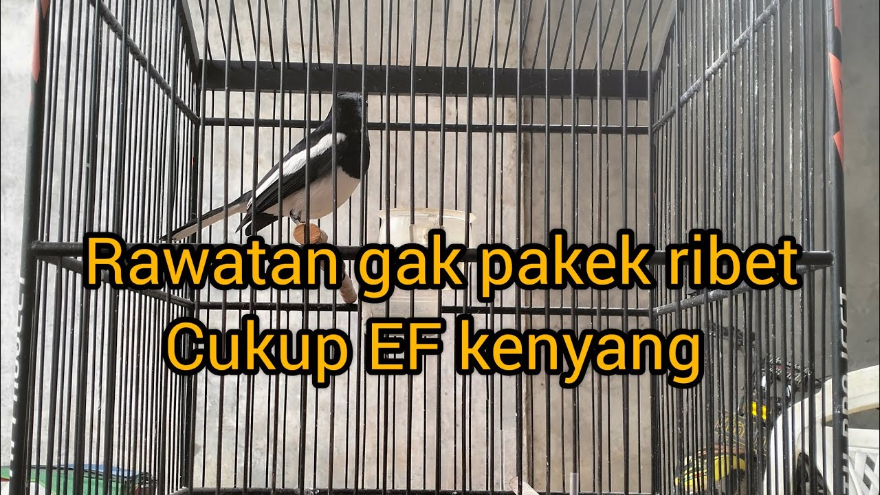 KACER TIPE PANAS ATAU KACER C- HARUS TOTALITAS