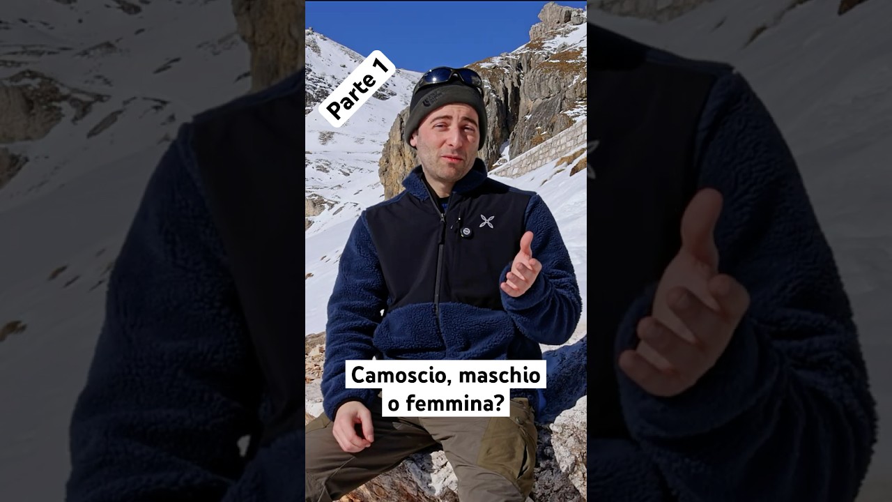 Camoscio, maschio o femmina? #camoscio #alps #animali