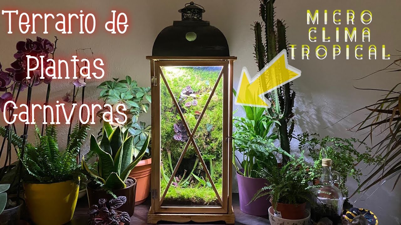 TERRARIO GIGANTE de CARNIVORAS! con HUMIFICADOR & LUZ para PLANTAS