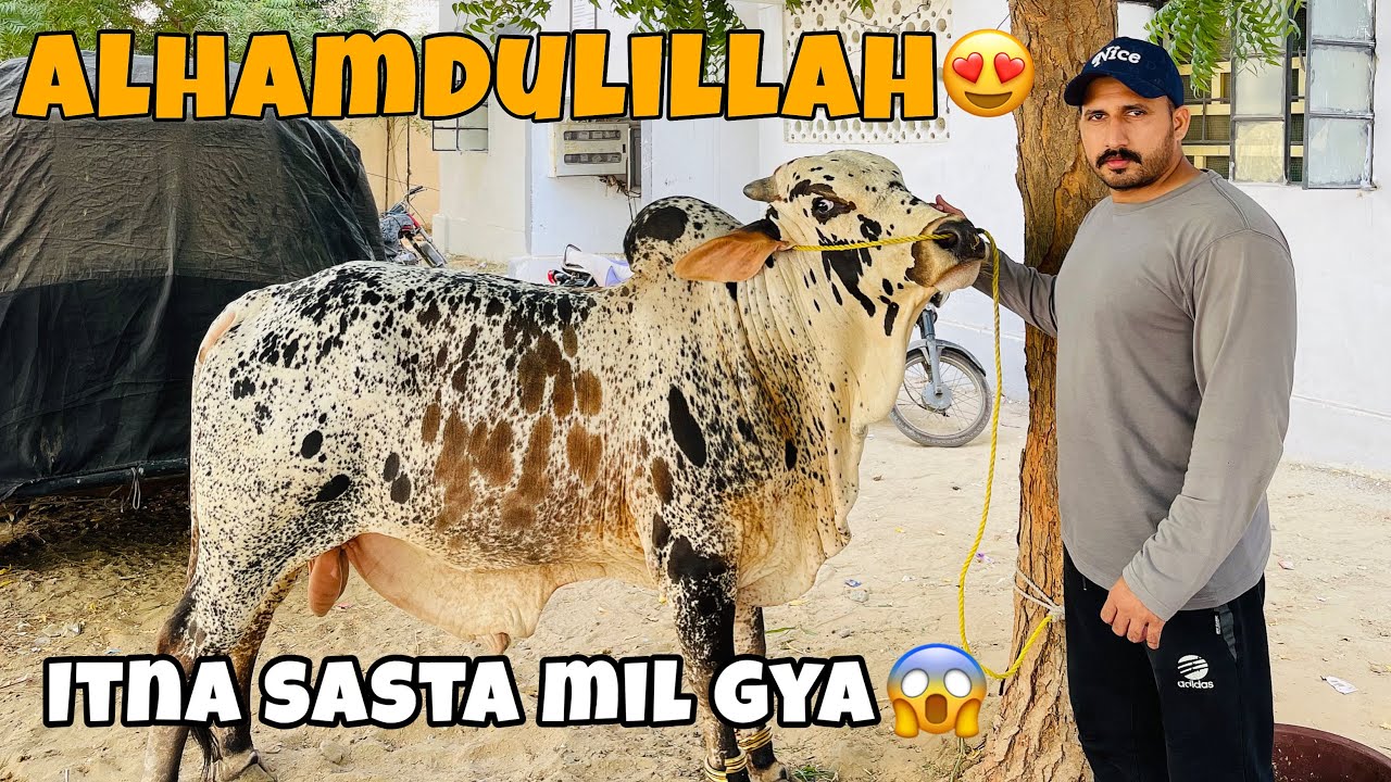 Hamara Bht Sasta Soda🥰Northern Bypass Karachi  Mandi  2025 Latest Rates | Cow Mandi 2025