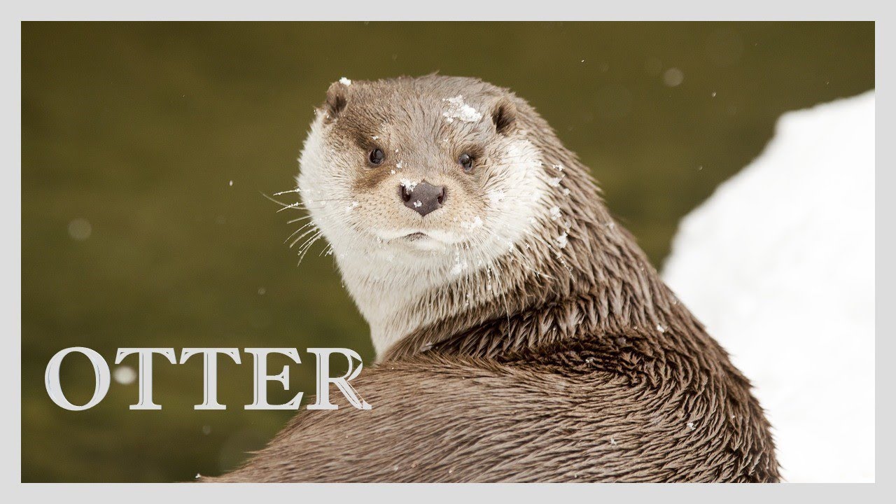 Sea otter sounds and video. HQ otter sound effect.