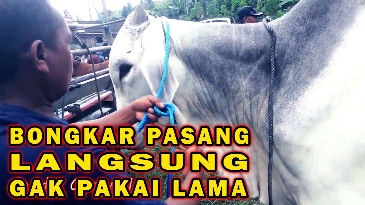 DEWA KELUH !! Cara Bongkar Pasang Keluh Sapi Besar Gak Pakai Lama | Cara Ganti Tali Keluh