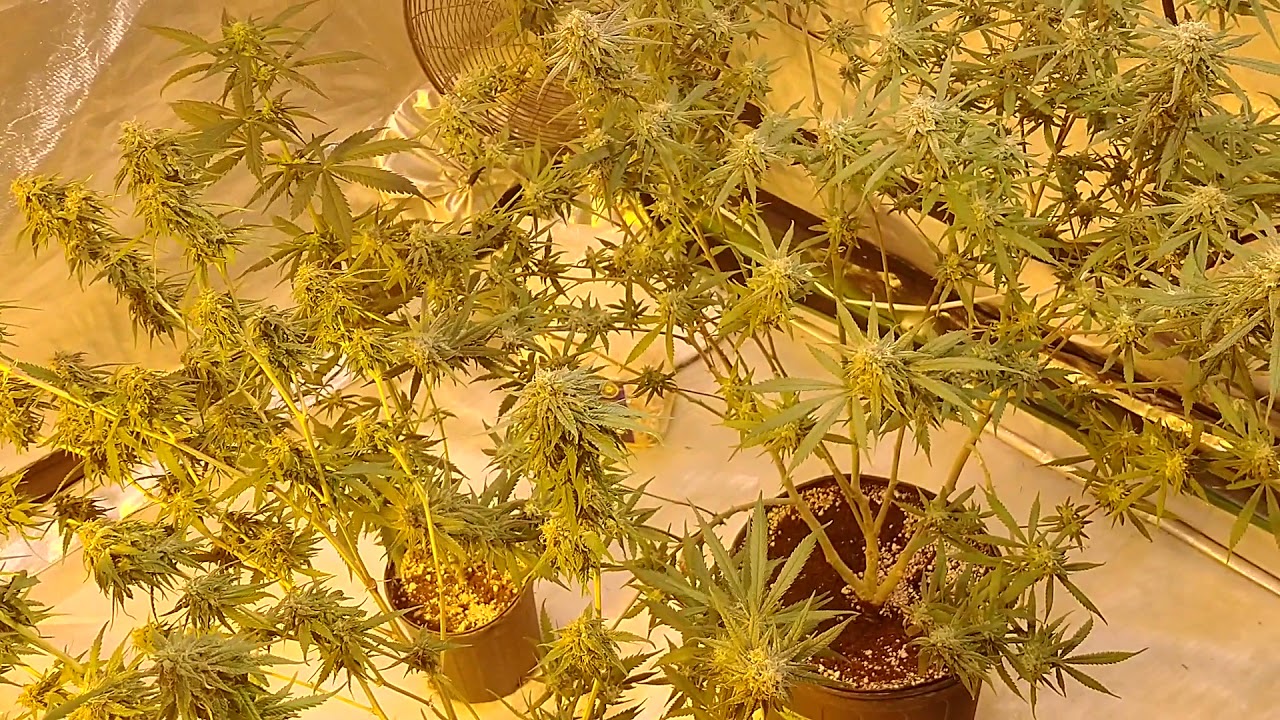 Pollen Chuck & Spread - Intro to Natural Breeding of Cannabis Pt 2