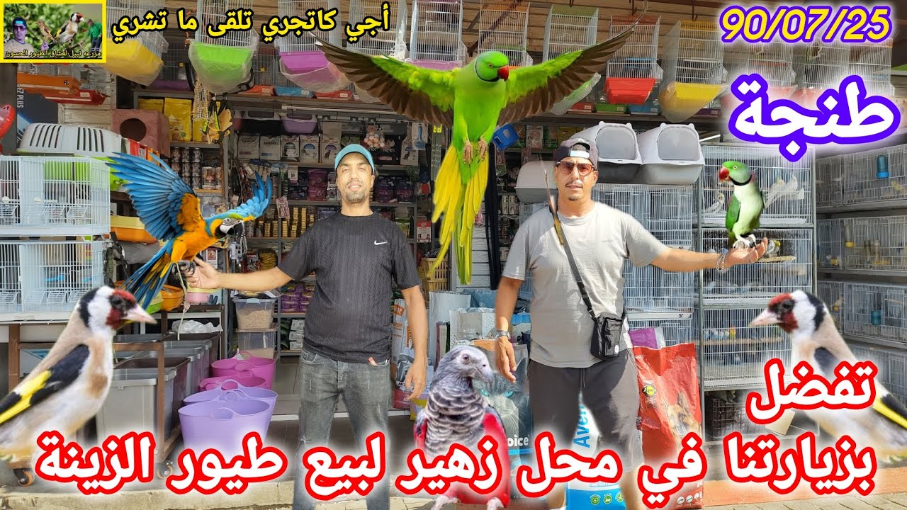 #مباشرة #طنجة اليوم عند الأخ زهير زيارة محل تجاري لبيع جميع أنواع الطيور والتغذيه ✌️