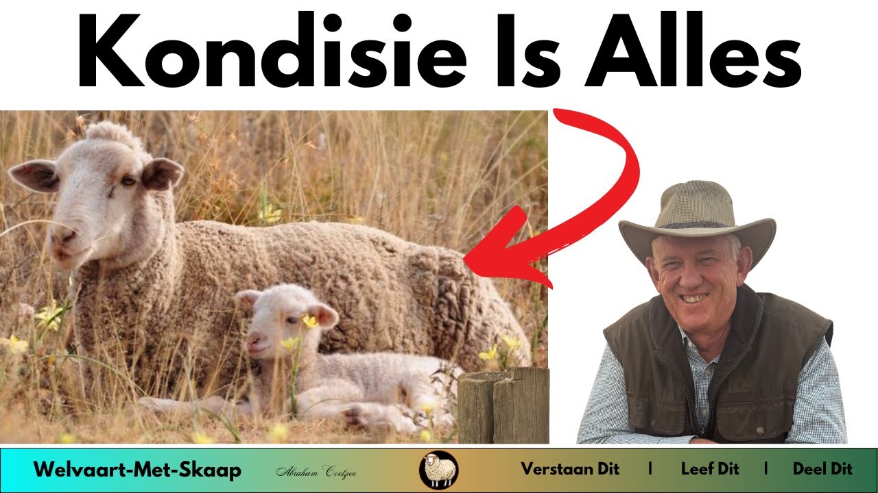 WMS 4 - Kondisiebepaling Die Sleutel Winsdrywer In Skaapboerdery.