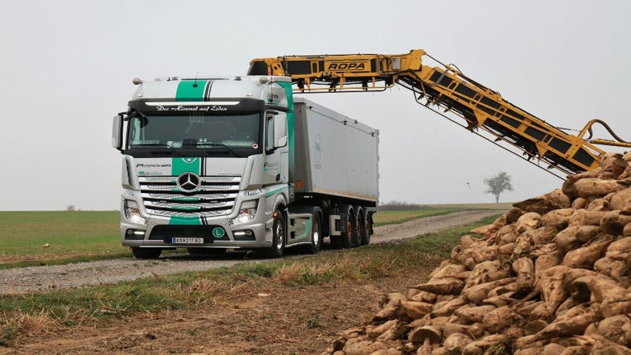 - Chargement des betteraves sucrière dans les camions -