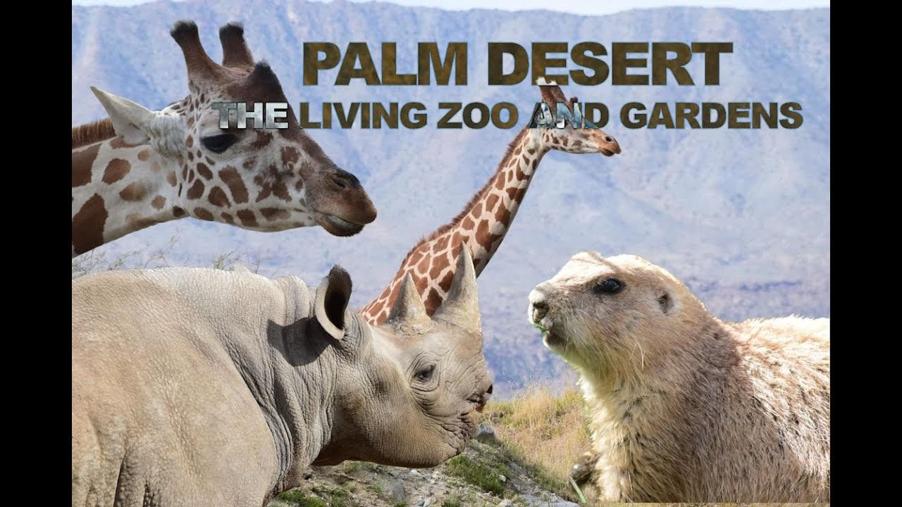 Palm Desert The Living Desert Zoo and Gardens - Palm Desert California