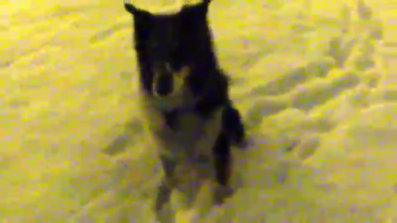 Norpan leker i sn&ouml;n!